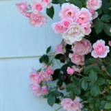 Pink roses on house