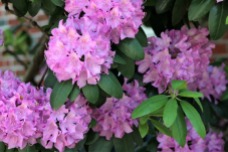 Rhododendron_Pond St