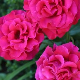 Rockport roses