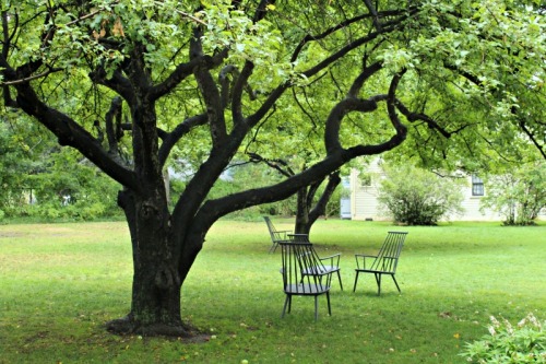 Chairs under the Trees